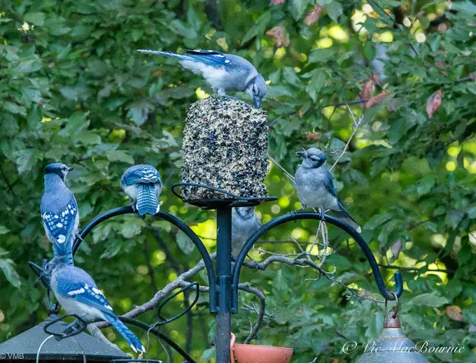 BLUE JAY BIRD FEEDER  Toronto Blue Jays Birds at SavingShepherd